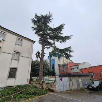 Razburjenje zaradi poseka cedre