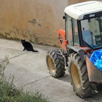 Vaško tihožitje sodobne dobe.