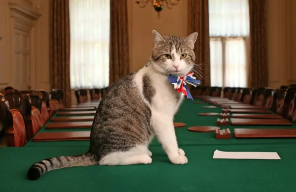 Maček Larry v uradu britanskega predsednika vlade kraljuje že 
deset let.