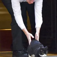Palmerston se je lani “upokojil”.