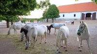 Letos bodo v Kobilarni Lipica prodajali oziroma oddajali približno 60 konj, lani so jih 142, a le 68 jih 
je šlo k novim lastnikom.  Skupno imajo sedaj v Kobilarni  približno 360 konj.  