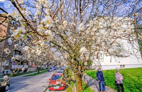 Rekordno visoke temperature za februar se nadaljujejo, danes je 
bilo najtopleje na Primorskem.