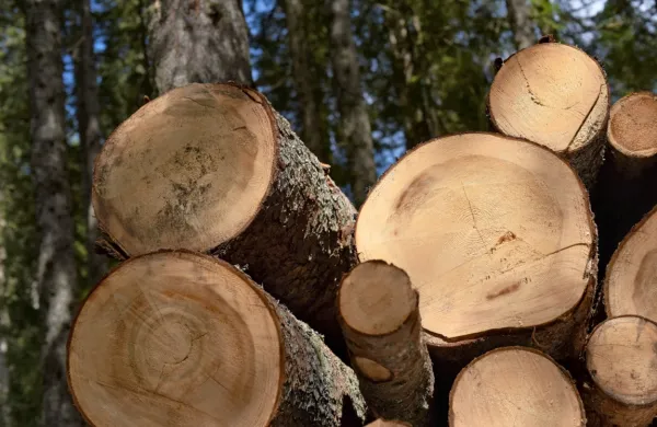 Lesarstvo bi moralo zaradi velikega lesnega bogastva postati 
paradni konj zelene industrije v Sloveniji.