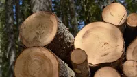 Lesarstvo bi moralo zaradi velikega lesnega bogastva postati 
paradni konj zelene industrije v Sloveniji.