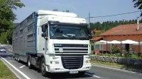 Tovorni tranzit med Kozino in Starodom se je, navkljub epidemiji, 
spet nekoliko povečal.   