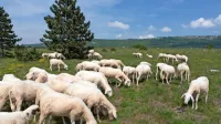 Na kraških travnikih Trčkovi pasejo tudi drobnico. 
