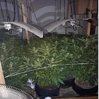 Zasegli so 126 sadik konoplje