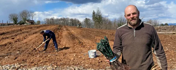 Sebastjan Štemberger je v četrtek v Šepuljah zasadi 4500 trsov vitovske in malvaziej.