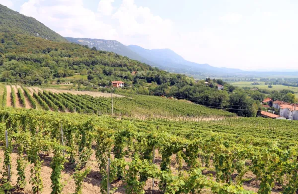 Nadomestilo bo v obliki pavšala na hektar vinograda, v katerem 
upravičenec prideluje grozdje in vino, in sicer za obdobje od 1. 
oktobra 2020 do 31. januarja 2021