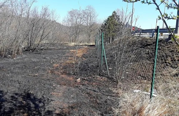 Med Sežano in Fernetiči je danes gorelo čez mrežasto ograjo vse do 
asfalta avtoceste.