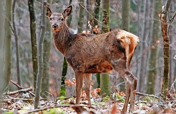 V noči na torek je pod strelom divjega lovca padla košuta. 
(fotografija je simbolična)