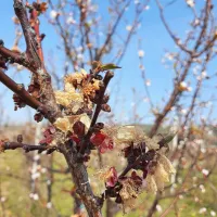 Posledice pozebe na cvetovih marelice na izpostavljenih legah v  
Istri;  tam letos ne bo sladkih sadežev.