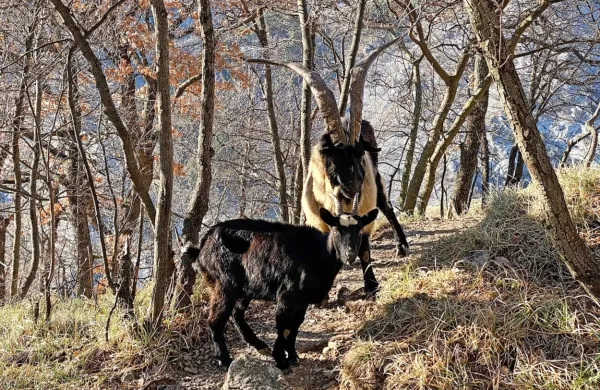 Srečanje s kozami med sprehodom v dolini Glinščice ni nobena 
posebnost.