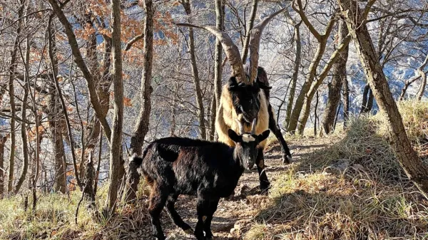 Srečanje s kozami med sprehodom v dolini Glinščice ni nobena 
posebnost.