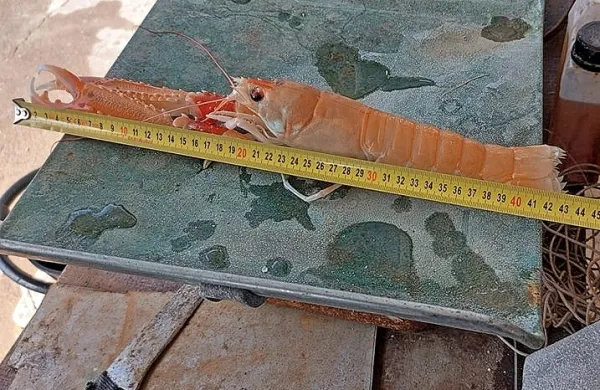 Blizu mostu na otok Pag ulovili velikanskega &scaron;kampa