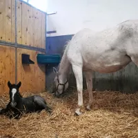 V Lipici prva leto&scaron;nja žrebička