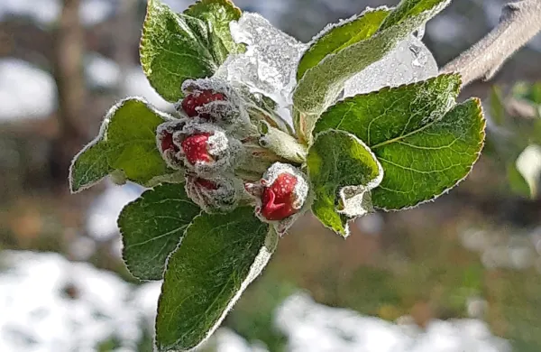Temperature od -4 do -14 stopinj so povzročile, da so cvetni popki 
jablan pomrznili.