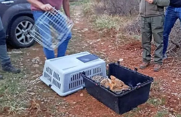 Po zdravstveni oskrbi so zlatega šakala pred kratkim ponovno 
spustili v divjino. (Foto: Videmska univerza)