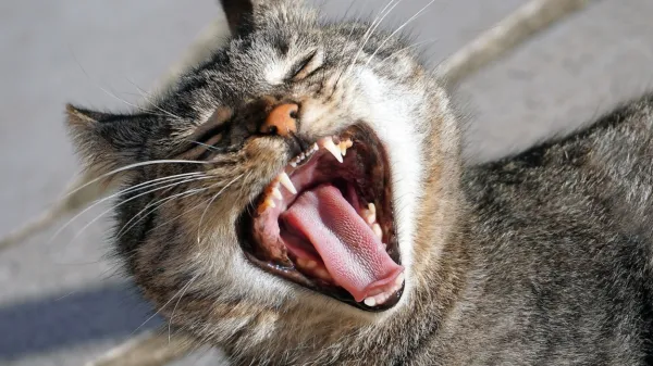 Ko si zaželimo hi&scaron;nega ljubljenčka