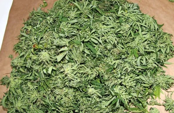 Kriminalisti so na parceli  v okolici Kopra  odkrili  sadike, v vikendu 
pa  poleg manjših sadik še dva kilograma vršičkov konoplje. 