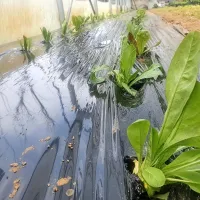 Črni&scaron;ki radič lovi solkanskega