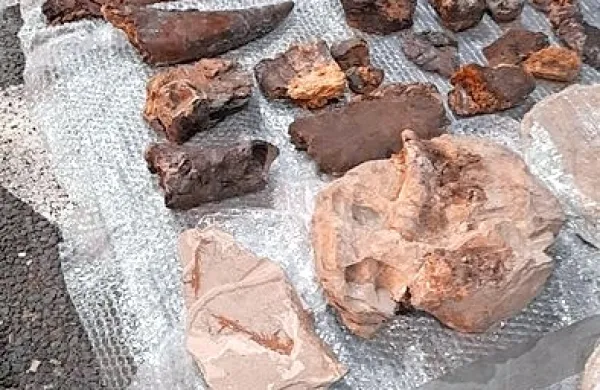 Slovenski voznik je v   prtljažniku prevažal 82 fosilov različnih 
praživali.