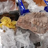Strokovnjaki so popisali  predvsem ostanke   zob in čeljusti.