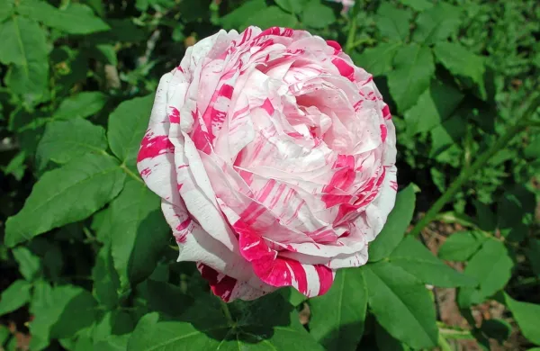Variegata di Bologna