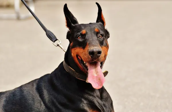 Privezovanje psov bo prepovedano, izjeme bodo natančno določene, torej kadar je to nujno, kot je denimo takrat, ko ga lastnik 
pelje k veterinarju, na sprehod in podobno. (Foto vir: pixabay.com)