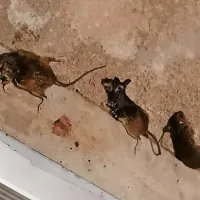 Tak prizor mrtvih miši je že večkrat pričakal pred hišnimi vrati 
Martino Tomažič z Gabrka na Bistriškem, o podobnih pa zadnje  
tedne poročajo z vseh koncev Primorske.