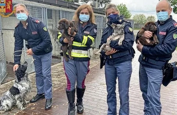 Policisti so rešili 36 pasjih mladičev. (Foto vir: Primorski dnevnik)