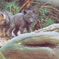 Mladički volčjega tropa v ljubljanskem živalskem vrtu