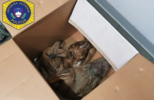 Ker je bila račja samica z dvema mladičema v urbanem okolju 
izpostavljena nevarnosti, je policist s Kozine živali odnesel na 
varno.