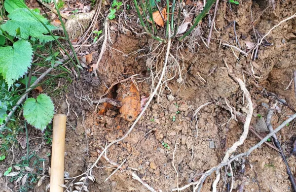 V Merljakih so odstranili pet topovskih granat in dve ročni 
bombi.
