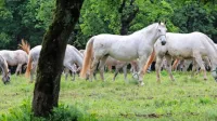 Lipicanci se že 441 let pasejo na posestvu, s katerega so 
postopoma odstranili kamenje in ga kultivirali, da  so izboljšali 
strukturo tal.    