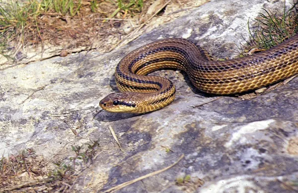 Večinoma so v naseljih ujeli nestrupene kače, predvsem navadnega goža (zamenis longissimus), ki sodi med daljše evropske 
kače, ker lahko preseže dva metra dolžine. 