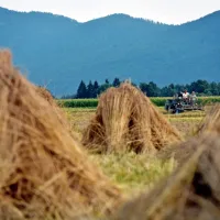 Z virusom mišje mrzlice se nekateri okužijo med   delom na polju.