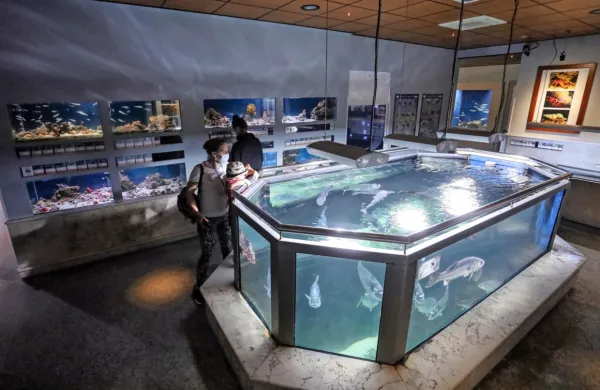 Zdi se, da bosta odgovornost za piranski akvarij prevzeli in si jo 
delili Občina Piran in država. 