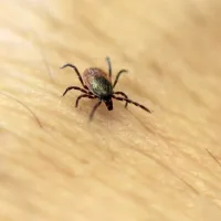 Okužimo se lahko tudi ob ugrizu  klopa. 