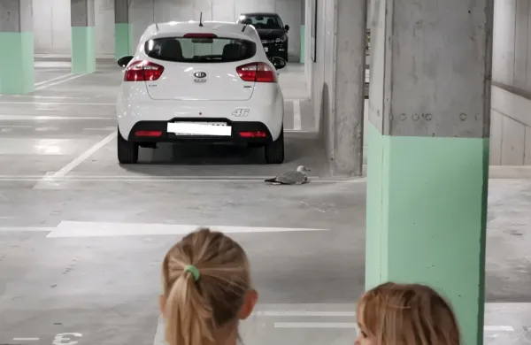 Družina iz Izole je konec tedna naletela na precej izčrpanega 
galeba, ki je zašel v koprsko garažno hišo pod Muzejskim trgom in 
ni našel več poti na prosto. 