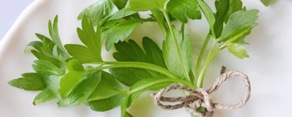 Luštrek, aromatično zelišče številnih blagodejnih lastnosti.