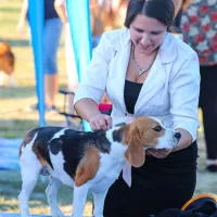 Beagle med čakanjem na ocenjevalno komisijo