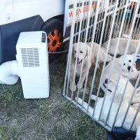 Nekateri razstavljalci so s seboj pripeljali tudi klimatske naprave 
in ventilatorje, da bi svojim psom čim bolj olajšali vročino.
