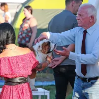 Angleški buldog med ocenjevanjem