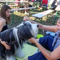 V Kopru pasji lepotci z vseh vetrov