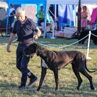 V Kopru pasji lepotci z vseh vetrov