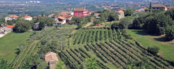 Pogled seže do Trsta, še lepši pa je razgled na bližnje vinograde in 
oljčnike.   