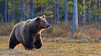Ob gibanju v naravi naj bodo ljudje glasni, da se medvedka 
pravočasno umakne, posebej previdni pa naj bodo zvečer, ko so 
medvedje bolj aktivni, svetuje Peter Krma z Zavoda za gozdove 
Postojna.