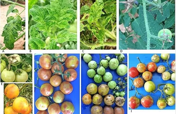 Rezultati laboratorijskih analiz Nacionalnega inštituta za biologijo 
so pri enem od slovenskih pridelovalcev potrdili navzočnost virusa 
rjave grbančavosti plodov paradižnika. Foto vir: Univerza v 
Michiganu