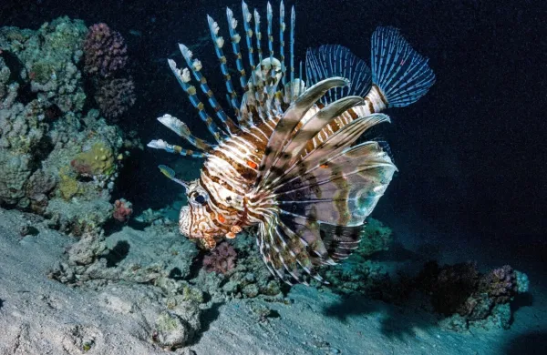 Rdečemorska plamenka izvira iz Indijskega oceana.